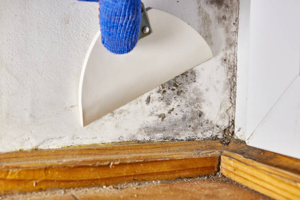 Best Black Mold Removal  in Hamilton, OH